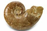Jurassic Ammonite (Lobolytoceras) Fossil - Madagascar #283546-1